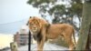 Singa 'Ato' terlihat saat ulang tahun pertama kelima anaknya di Taronga Zoo di Sydney pada 12 Agustus 2022. (Saeed KHAN / AFP)