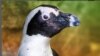 Anggota AZA berkolaborasi untuk menyelamatkan penguin Afrika dari kepunahan dalam program AZA SAFE African Penguin . (IG/zoos_aquariums)