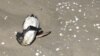 Seekor penguin yang tewas akibat terpapar flu burung terbaring di pesisir Samudra Atlantik di Sao Jose do Norte, negara bagian Rio Grande do Sul, Brazil, pada 21 November 2023. (Foto: Reuters/Diego)