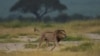 FILE - A male Lions struts across a savannah at the Amboseli National Park, June 21, 2018. 