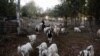Victor Faundez walks next to his herd of goats nibbling on foliage in Santa Juana, Chile, May 11, 2023. 