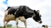 FILE - Dairy cows stand in a field outside of a milking barn at the U.S. Department of Agriculture's National Animal Disease Center research facility in Ames, Iowa, Aug. 6, 2024.