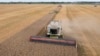 FILE - Harvesters collect wheat Zghurivka, Ukraine, on Aug. 9, 2022. 