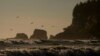 FILE - Pelicans fly near the shore as waves from the Pacific Ocean roll in on May 14, 2024, on the Quinault reservation in Taholah, Wash. Coastal tribes in the Pacific Northwest face some of the most severe effects of climate change, a new report says. 