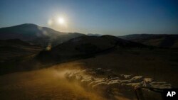 Sheep are released to graze as the sun sets and temperatures go down, at the Liborio Mangiapane farm, in Cammarata central Sicily, Italy, July 18, 2024. 