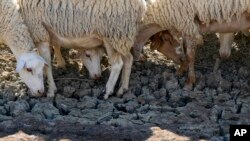 Sheep look for water in a dry pond used by local farms for their livestock, in Contrada Chiapparia, near the town of Caltanissetta, central Sicily, Italy, July 19, 2024.
