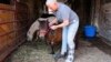 Lisa Moad, owner of Seven Oaks Farm, puts a head-collar on one of her miniature horses in Hamilton, Ohio, Aug. 6, 2024.