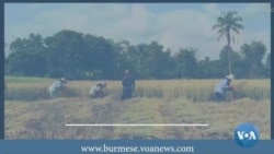 စစ်ကောင်စီစပါးစျေးသတ်မှတ်မှု ပြင်ပပေါက်စျေးနဲ့ကွာဟ 