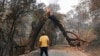 FILE - A man glances up at a tree that is blocking his way while attempting to go home after a fire ravaged the area on Mix Canyon Road in Vacaville, Calif., Aug. 20, 2020. 