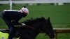 20 Horses, Full House: Kentucky Derby Returns with No Limits