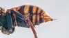 Murder Hornets