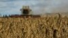 Pemandangan ladang gandum yang terletak di desa Zghurivka, wilayah Kyiv, Ukraina, dalam foto yang diambil pada 9 Agustus 2022. (Foto: Reuters/Viacheslav Musiienko)