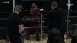 Musk Pigs unveiled