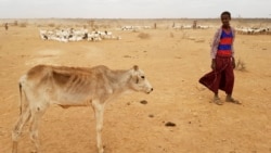 ኣብ ዓመተ 2017 ኣብ ምብራቕ ኣፍሪቃ ብዝወረደ ከቢድ ድርቅን ግጭትን ልዕሊ 37 ሚሊዮን ሰባት ንሕፅረት ውሕስነት መግቢ ምቕላዖም ተገሊጹ
