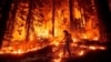 FILE - A firefighter uses a drip torch to burn vegetation while trying to stop the Park Fire from near Mill Creek in Tehama County, Calif., on Aug. 7, 2024.