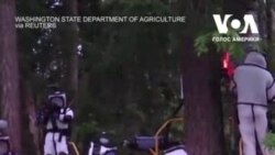 У США знищили перше гніздо «шершнів-вбивць». Відео
