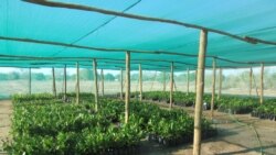 Moçambique quer voltar a liderar a produção mundial de castanha de caju
