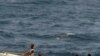 Piratas somalis fotografados pela marinha americana