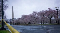 La Poicía Metropolitana de Washington D.C. resguarda las calles cercanas a los famosos cerezos de la capital estadounidense en la Alameda Nacional, el 25 de marzo de 2020. El Festival anual de los Cerezos fue cancelado por primera vez en la historia este año, a causa del COVID-19.