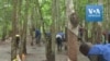 Plan d'urgence pour les "saigneurs" de caoutchouc