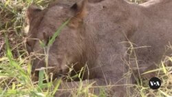 Malawi lions get birth control in bid to save their prey