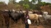 FILE - A herder is seen standing with his cattle near the town of Bouar, Central African Republic, March 9, 2014.