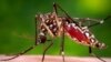 FILE - A female Aedes aegypti mosquito is shown in this Center for Disease Control photograph.